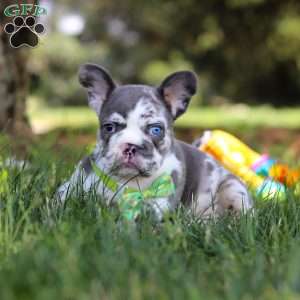 Patrick, French Bulldog Puppy